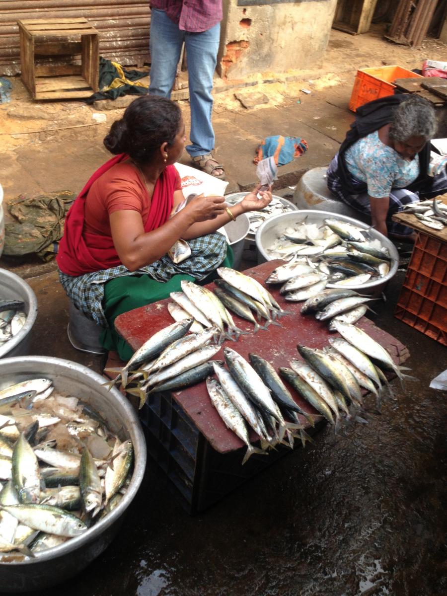 FROM SOURCE TO SEA KERALA S WATERS REVEAL SOUTHERN INDIA S SOUL visual data 2