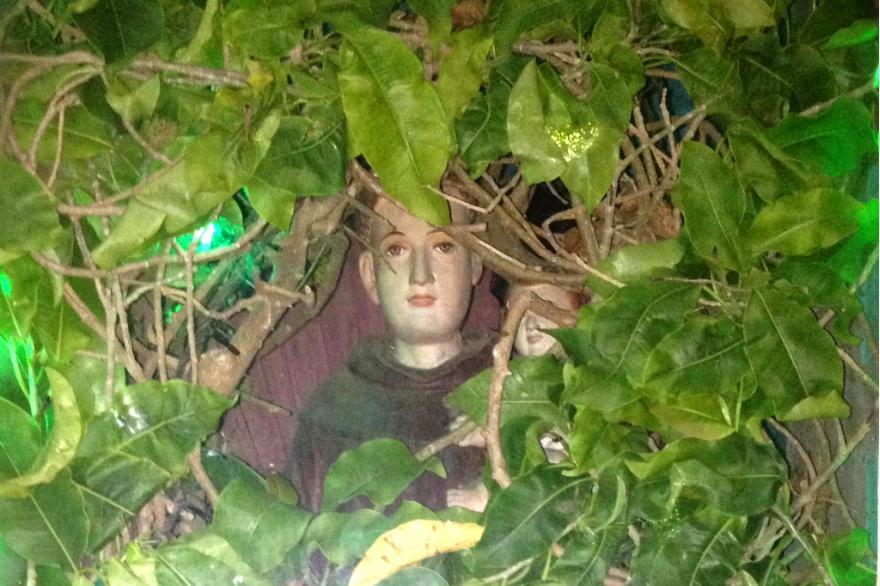 The miracle of the shrine of St. Anthony at Pulluvazhy is that the plant has grown so that it continues to leave the face of St. Anthony and the Christ child visible.