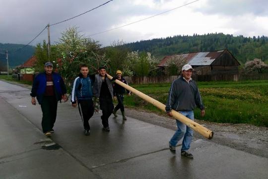 Friends of the groom cut trees and fir boughs to build a perec in front of the groom's house.